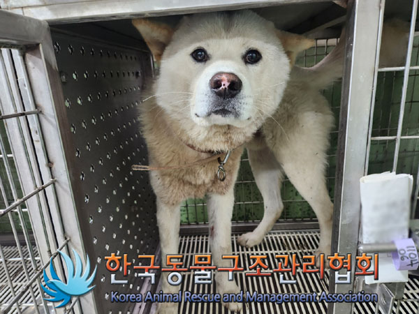 종료(반환) 믹스견…